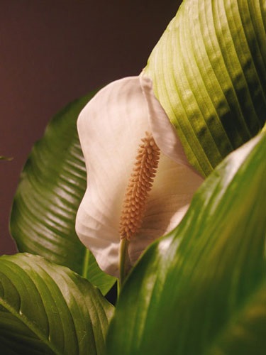 houseplant Bras (plantă) houseplant femei