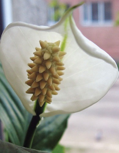 Femeile houseplant (alte plante de apartament) houseplant femei