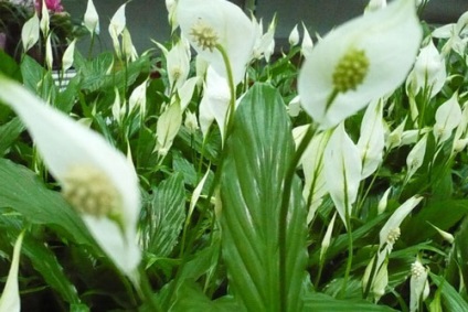 Bras houseplant (feminin) houseplant femei
