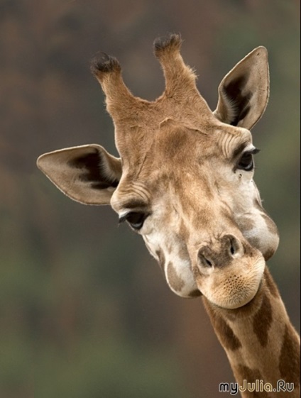 Girafele grup de blog - fauna (blog) Girafele grup de blog - faună
