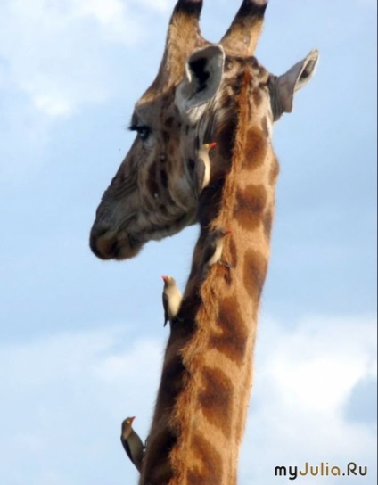 Girafele grup de blog - fauna (blog) Girafele grup de blog - faună