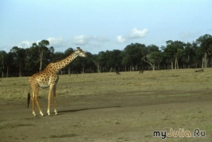 Girafele grup de blog - fauna (blog) Girafele grup de blog - faună