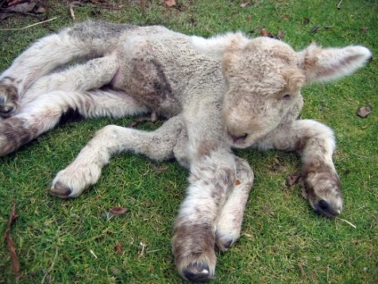 Animalele Cernobîl (Cernobîl) animale Cernobâl