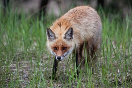 Animalele Cernobîl (Cernobîl) animale Cernobâl