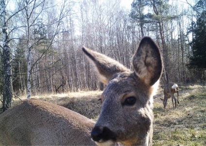 animale Cernobâl (animale) animale Cernobâl