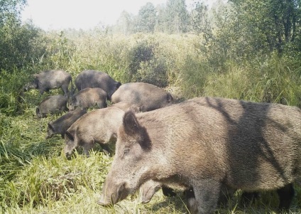Animale Cernobil (Chornobyl fotografie animal) animale Cernobâl