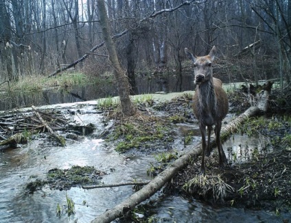 Animalele Cernobîl (Cernobîl) animale Cernobâl