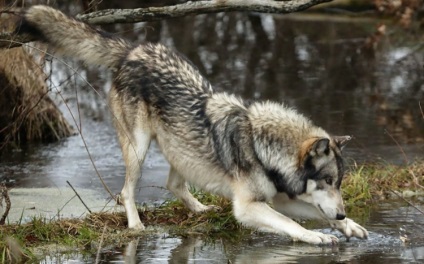 Animale Cernobil (Chornobyl fotografie animal) animale Cernobâl