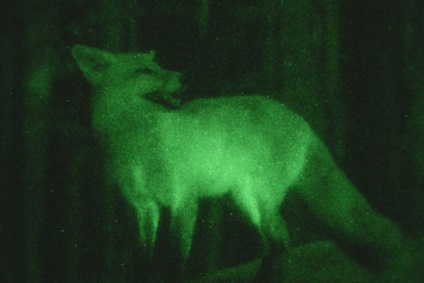 animale de vedere (vedere) animale viziune