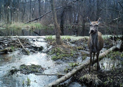 Beasts mutanți la Cernobâl (economie) Fiarelor mutante în Cernobal
