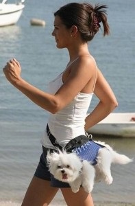 Steaua Lady și malteză (malteză) doamnelor stele și Malteză lor