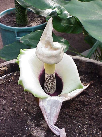 Amorphophallus - tipuri și de îngrijire, greenhome (foto Amorphophallus) Amorphophallus - tipuri și de îngrijire, greenhome
