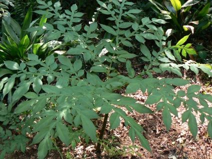 Amorphophallus - tipuri și de îngrijire, greenhome (konjac) Amorphophallus - tipuri și de îngrijire, greenhome