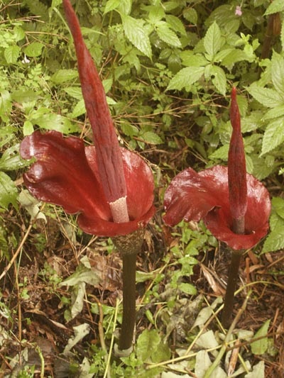 Amorphophallus - tipuri și de îngrijire, greenhome (foto Amorphophallus) Amorphophallus - tipuri și de îngrijire, greenhome