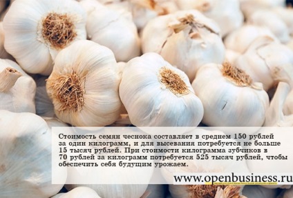 De afaceri pentru cultivarea usturoiului (agricol de afaceri) Afaceri pentru usturoi în creștere