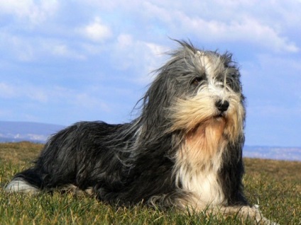 Bărbos descriere Collie rasa si foto (Collie) Bărbos descriere Collie rasa si fotografie