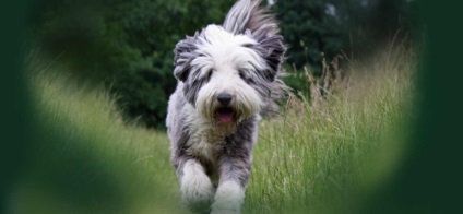 Bărbos descriere Collie rasa si foto (Collie) Bărbos descriere Collie rasa si fotografie