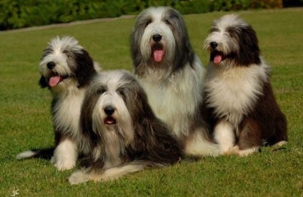 Bărbos descriere Collie rasa si foto (Collie) Bărbos descriere Collie rasa si fotografie