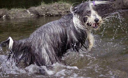 Bearded Collie descriere rasa si fotografii (imagini) Bărbos descriere Collie rasa si fotografie