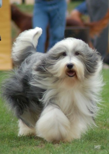 Bărbos descriere Collie rasă și fotografie (Collie bărbos) Bărbos descriere Collie rasa si fotografie