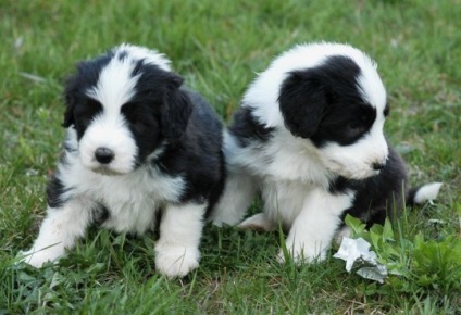 Bărbos descriere Collie rasă și fotografie (Bearded Collie foto) Bărbos descriere Collie rasa si fotografie
