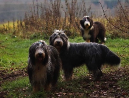 Bearded Collie descriere rasa și fotografii (rocă) Bărbos descriere Collie rasa si fotografie
