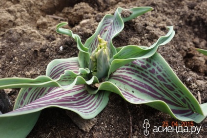 Paturi botanice lalele de grup și paturi (lalea) lalele botanic flori grădini și paturi de flori Grupa