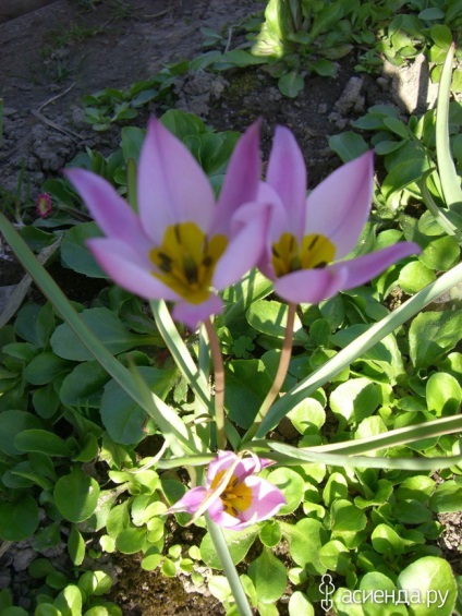 lalele botanice paturi de flori și de grup (grup) lalele botanic flori grădini și paturi de flori Grupa