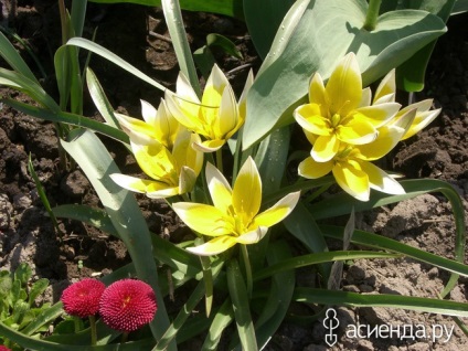 Paturi botanice lalele de grup și paturi (soiuri de lalele) lalele botanic flori grădini și paturi de flori Grupa