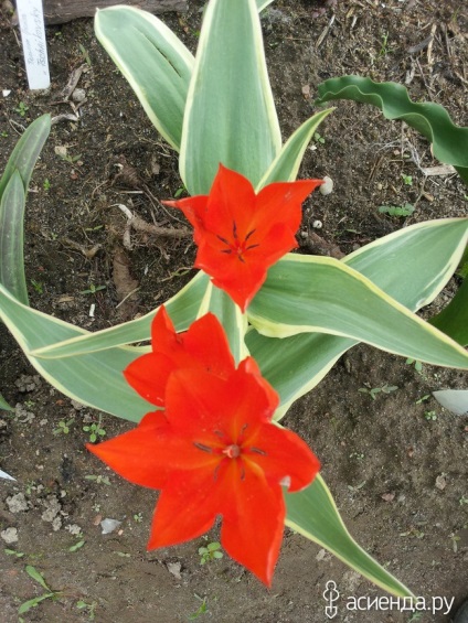 lalele botanice paturi de flori și de grup (grup) lalele botanic flori grădini și paturi de flori Grupa
