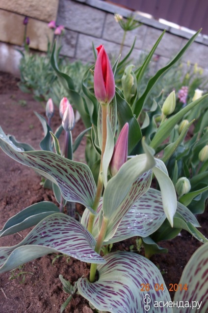 lalele botanice paturi de flori și de grup (grup) lalele botanic flori grădini și paturi de flori Grupa