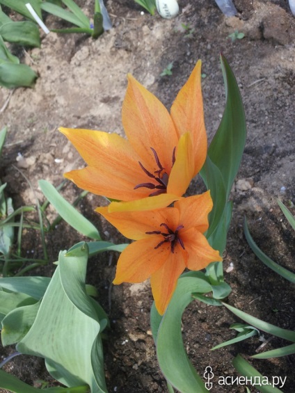 lalele botanice paturi de flori și de grup (grup) lalele botanic flori grădini și paturi de flori Grupa