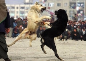 Combaterea rase de câini (câini) rase de câini de luptă