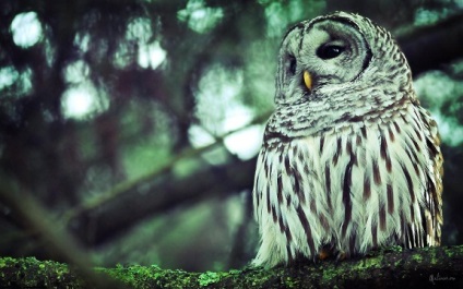 Owl se teme de legenda (cm) (răspuns) Owl se teme de legenda (a se vedea)