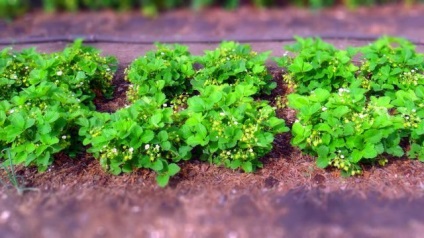 Mai bine pentru a fertiliza paturi în primăvară, lucru pe site-ul, gradina ta - club de grădină (mai bună) Mai bine pentru a fertiliza paturi în primăvară, lucru pe site-ul, gradina ta - Club de grădină