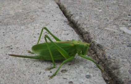 Ceea ce este diferit de lăcustă salcâm (salcâm diferă Grasshopper) Ceea ce este diferit de lăcustă salcâm