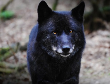 Negru Wolf - fapte interesante (negru) Negru Wolf - Fapte interesante