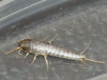 Silverfish în aspectul calea de plat, cum să obțineți metodele tradiționale, scapi (a scăpa de) Silverfish în aspectul calea de plat, cum să obțineți metodele tradiționale, scapi