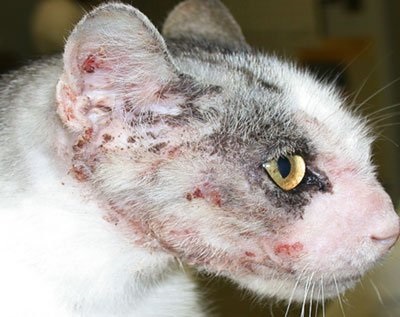 Scabie la pisici 1 (râie) Scabie la pisici 1
