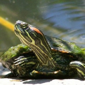 Ce se întâmplă dacă broasca țestoasă nu mănâncă (Turtle) Ce se întâmplă dacă broasca țestoasă nu mănâncă