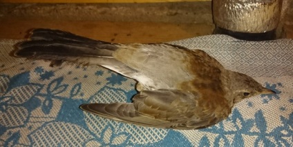 Ce fel de pasăre (descoperitorul Polul Sud) Ce fel de pasăre