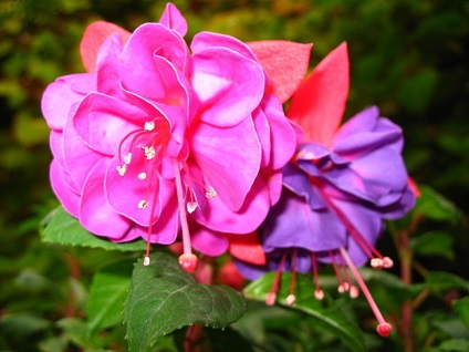 Fuchsia - pe care el (Fuchsia) Fuchsia - pe care el