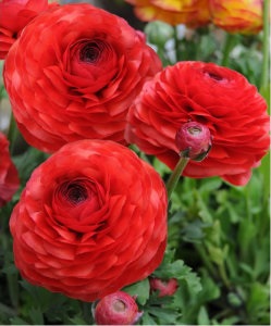 Flori ranunkulyus- de plantare și îngrijire, cultivarea grădină Buttercup (grădină) Flori ranunkulyus- de plantare și îngrijire, grădină Buttercup cultivare