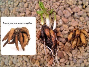 Flori ranunkulyus- de plantare și îngrijire, cultivarea gradina Buttercup (de îngrijire) Flori ranunkulyus- de plantare și îngrijire, grădină Buttercup cultivare