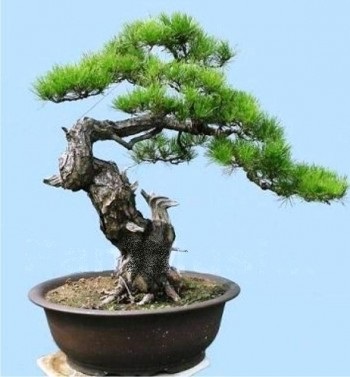 arbore ornamental de margele si fire (lemn) arbore ornamental din margele si fire