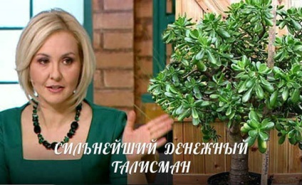 Bani copac - prevestiri, superstitii (monetară) Bani copac - prevestiri, superstitii