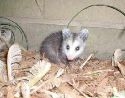 Animale de companie opossums (oposum) Animale de companie oposumi