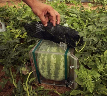 tehnologii și tehnici - Enciclopedia să crească ca un pepene verde pătrat (care pot fi cultivate) tehnologii și tehnici Encyclopedia - cum să crească pepene verde pătrat