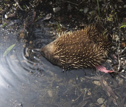 fotografii echidna și o descriere detaliată a animalului