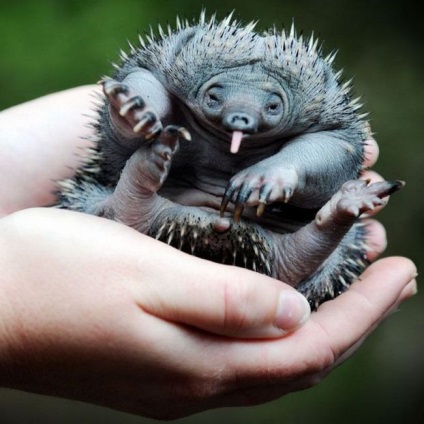 fotografii echidna și o descriere detaliată a animalului